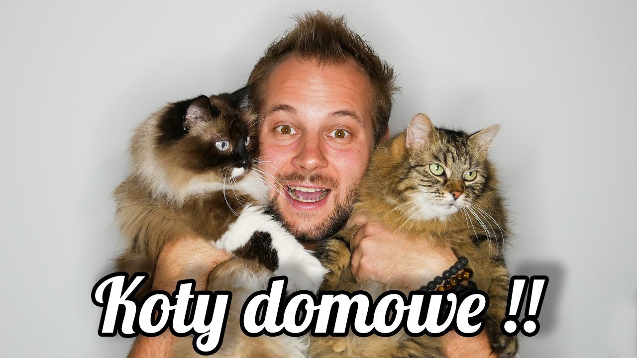 CIEKAWOSTKI O HODOWLI KOTA W DOMU
