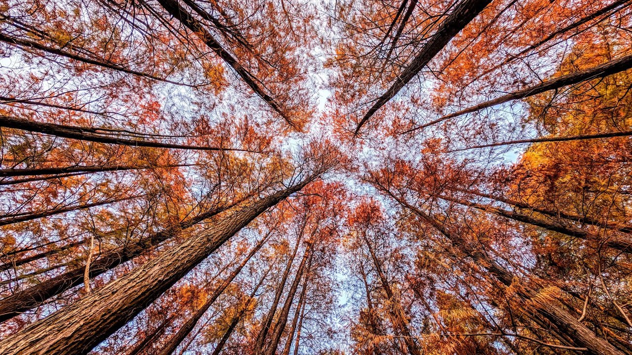 2026 深圳蓮花山公園落羽杉 - Shen Zhen Lin Hua Shan Park bald cypress 2026