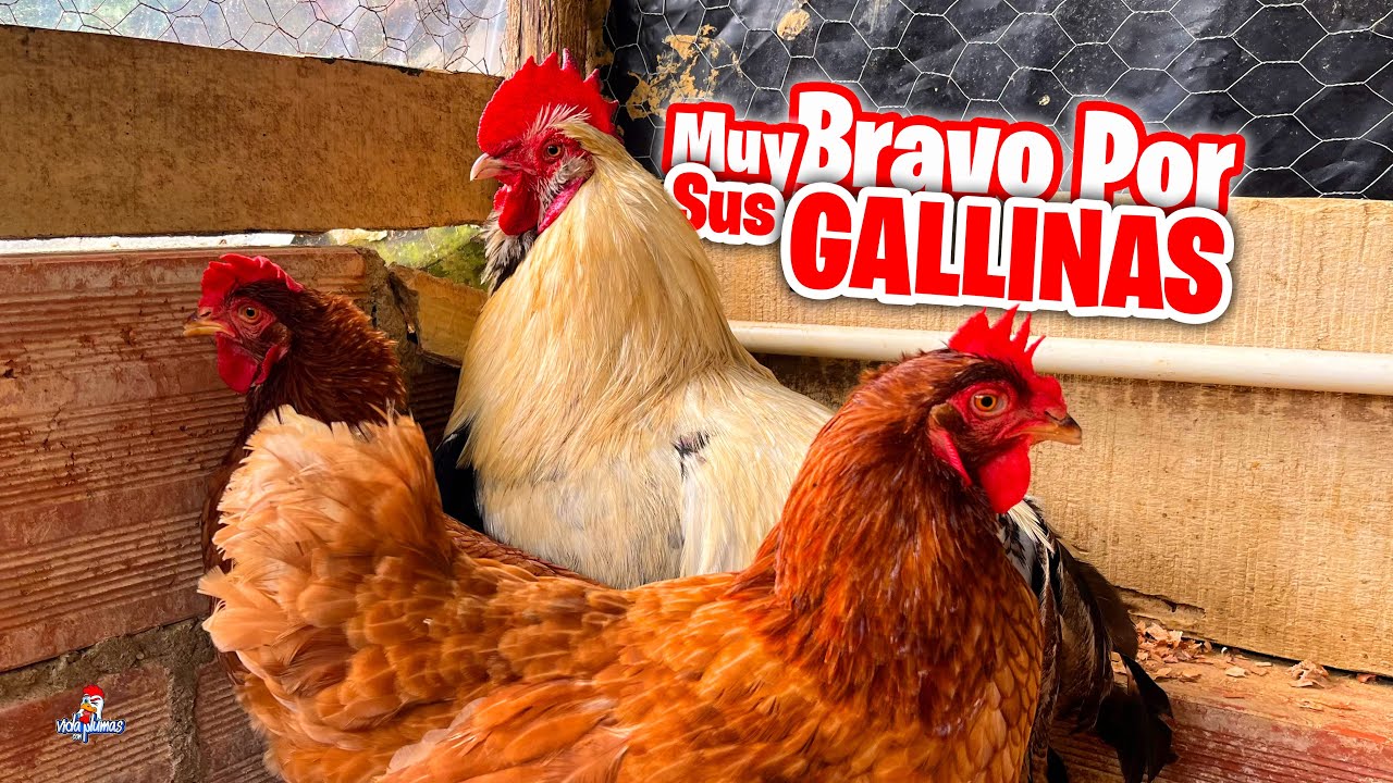 Si no haces esto tus Gallinas Ponedoras podrían M0RIR 😧 Limpiamos el Gallinero