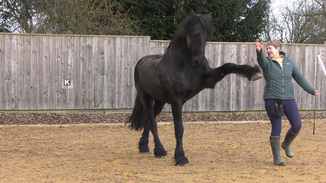 Friesian horse Apollo goes to school. We hire the indoor arena because we have had too much rain ☔️