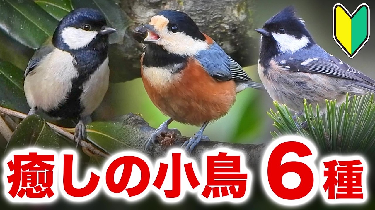 初心者でも分かる！シジュウカラの仲間たち【鳴き声つき】
