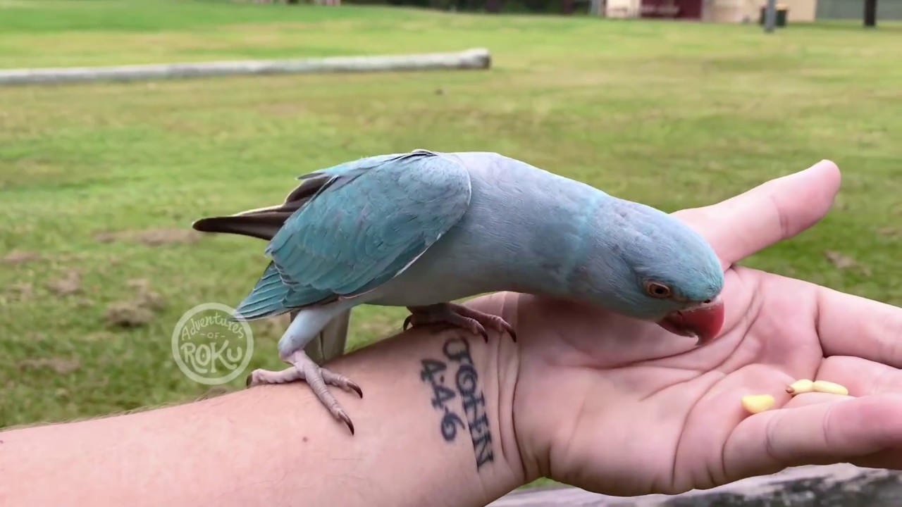 Free Flight Indian Ringneck