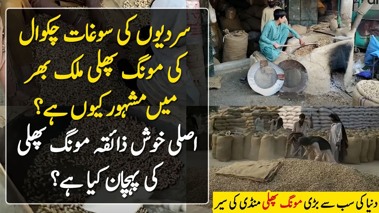 Chakwal Ki Famous Mongphali ٰKe Sab Se Bari Mandi | Peanut Harvesting