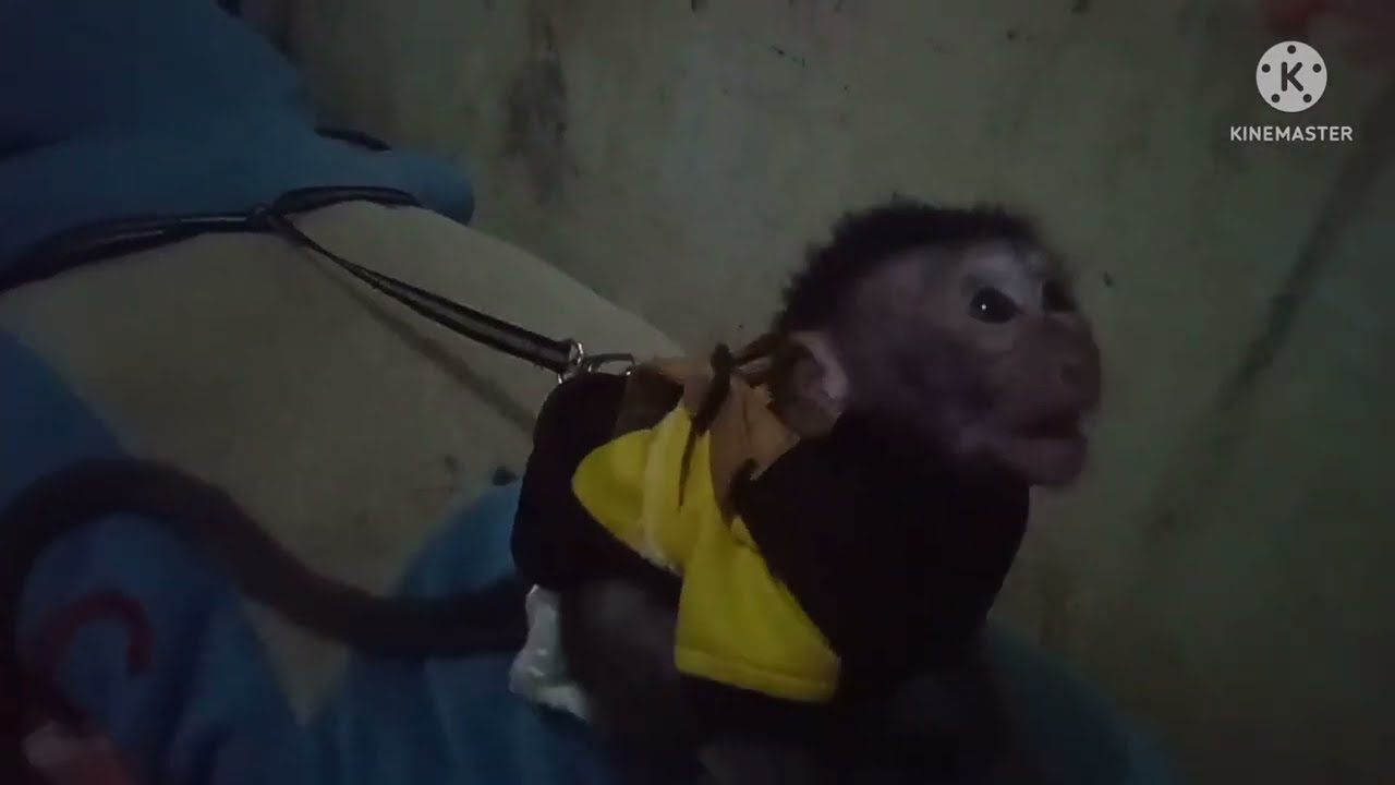 monpai umur 2 bulan malem takbiran ga boleh keluar rumah !!