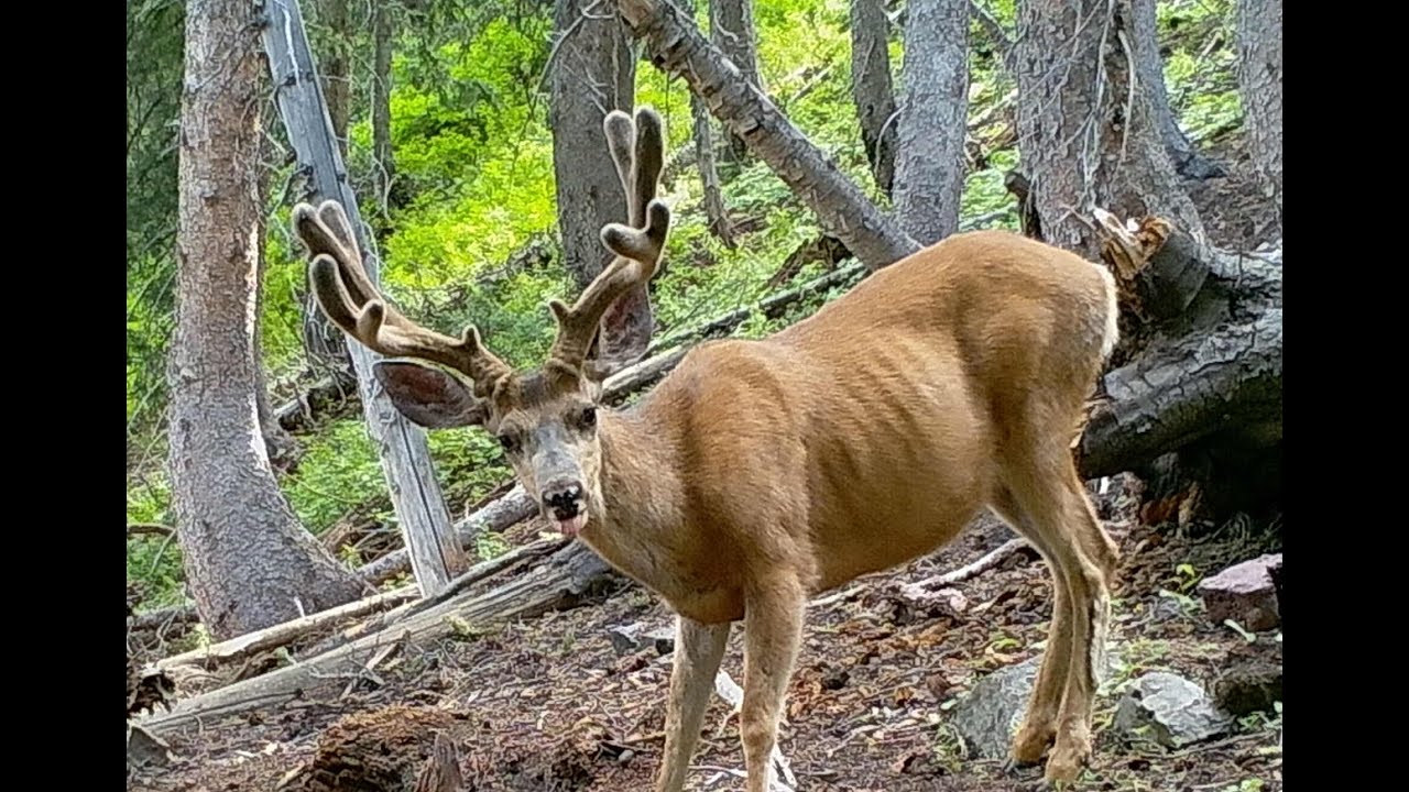 SETTING A SUCCESSFUL TRAIL CAMERA!