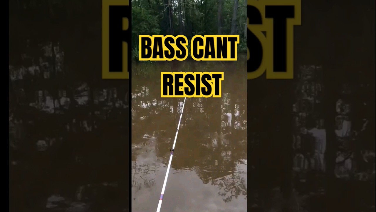 BASS LOVE THIS MICRO LURE! 