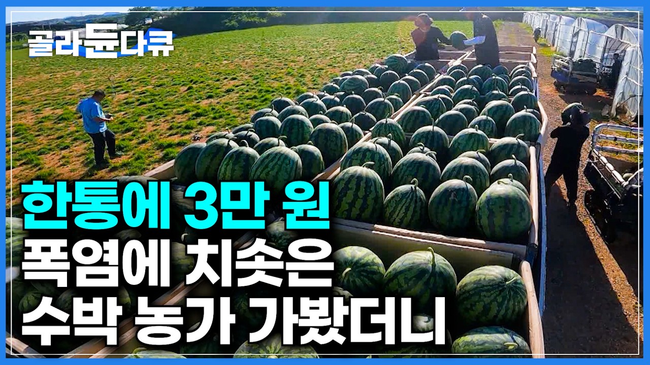 수박 너마저…! 한 통에 3만 원. 폭우, 폭염에 물가 비상걸린 수박 농가 직접 찾아가봤더니｜맛있는 수박 고르는 방법｜과육이 노란 이색 수박, 블랙망고수박｜극한직업｜#골라듄다큐