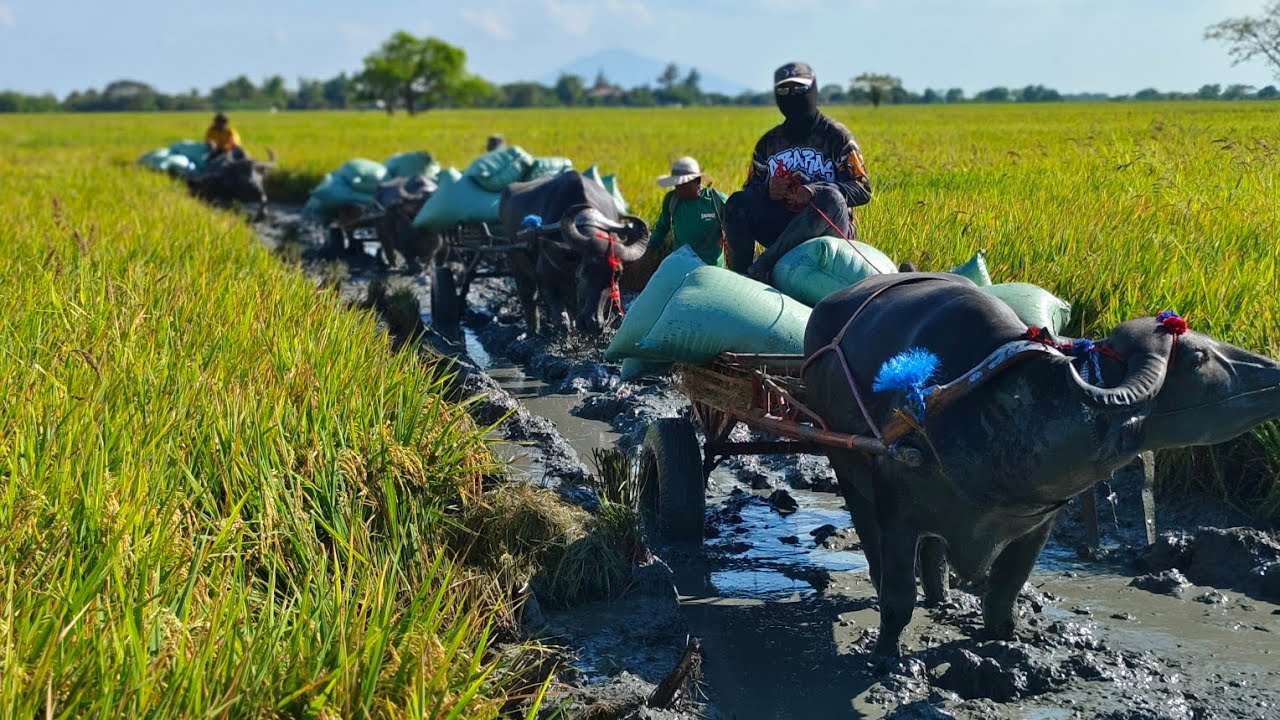 Rocky boy kapalit ni pando karyada sa Tag araw