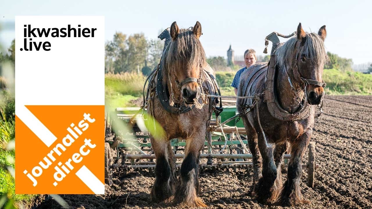 Belgische Trekpaarden Stella en Flora zaaien met Andreas Van Geyte van Stal van 't Hof te Moerzeke 3