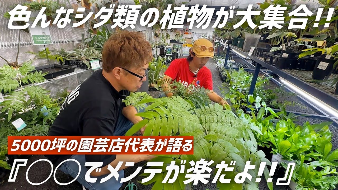 色んなシダ植物の品種紹介と"水遣り"が大変な人に聞いてほしい!!