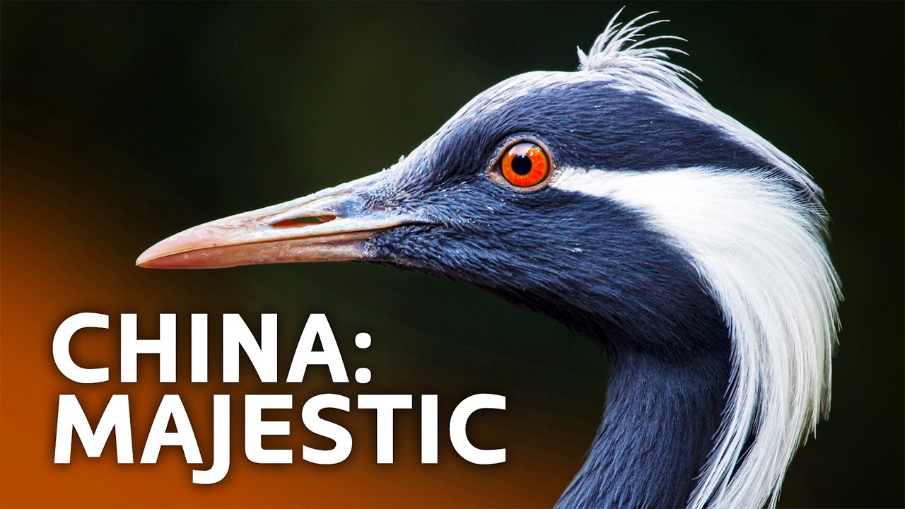 Secrets of the Steppe: What Makes China's Grasslands So Unique?