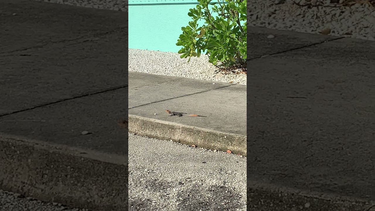 #african #redheaded #agamas #invasivespecies #nature #rainbow #lizard #giant #orange #reptile