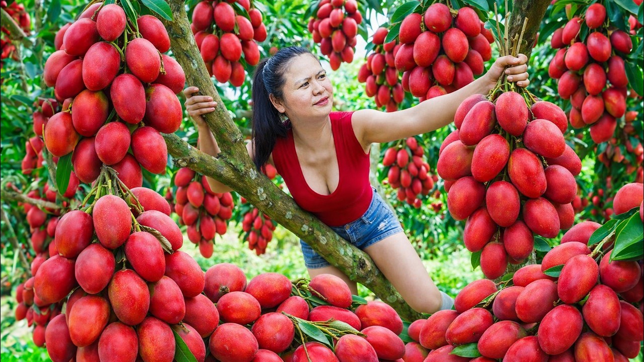 Harvesting Giant Red Mango from the Tree| A Rare Fruit from The Iranian Countryside