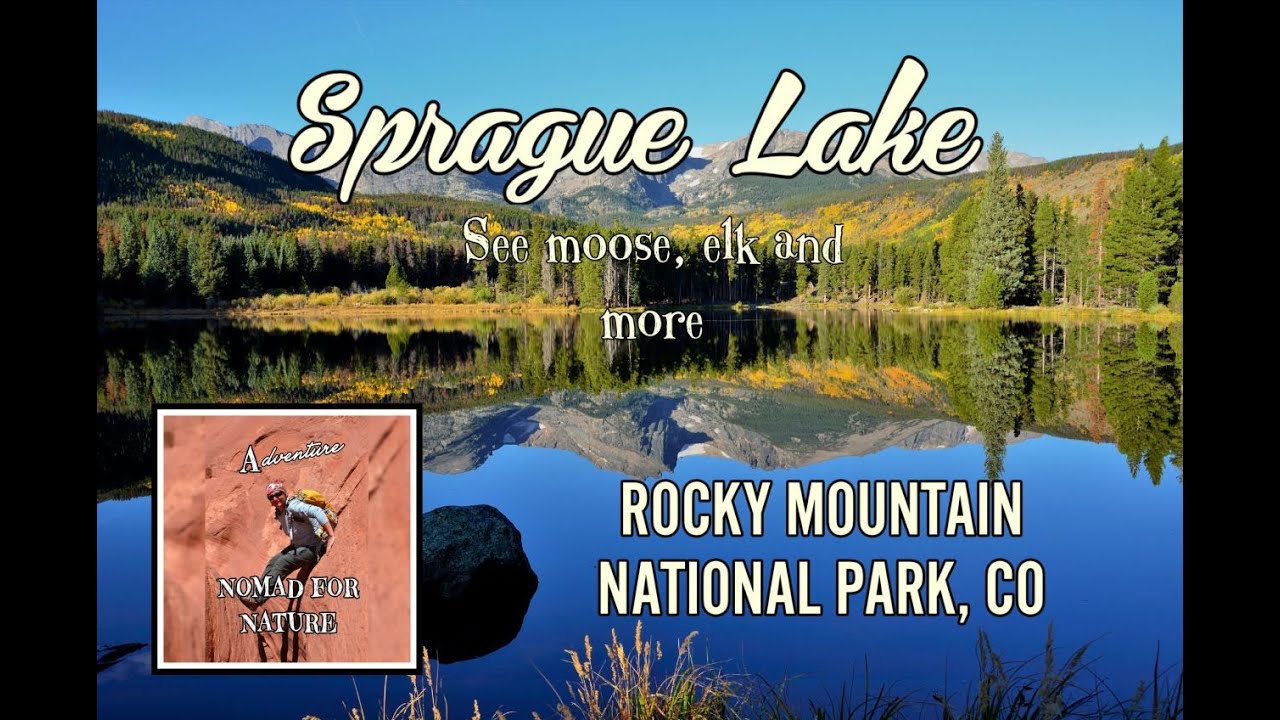 Early Morning Moose and Beauty at Sprague Lake  / Rocky Mountain National Park ~ CO