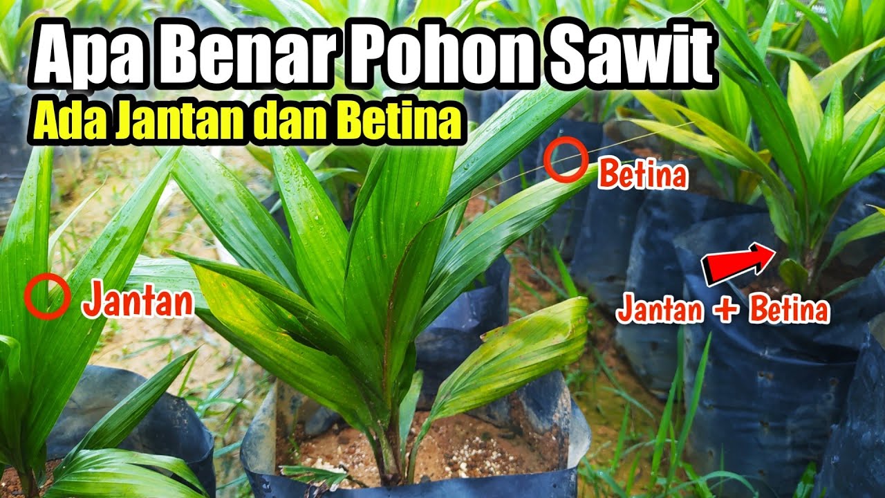 Petani Sawit Harus Tahu ! Mengapa Bibit Sawit Ada yang Jantan dan Betina