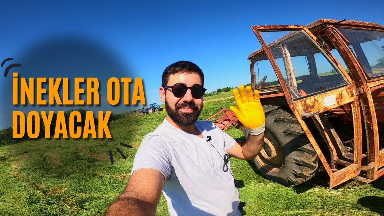 REYGRAS BİÇİMİ YAPIYORUM ! Kıraç Arazilerin Verim Şampiyonu SÜT OTU 🌾 Türk Fiat 480 + Çayır Biçme