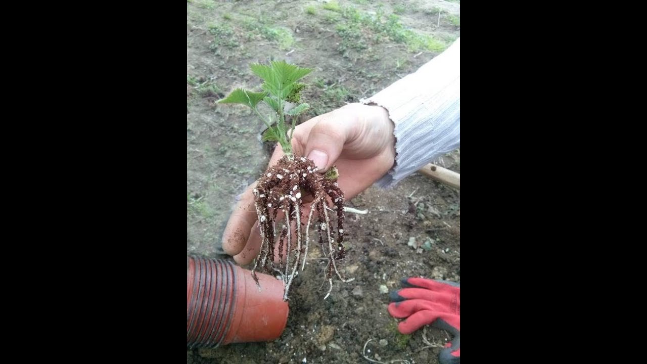Ahududu ve Böğürtlen Çeliği Köklendirme
