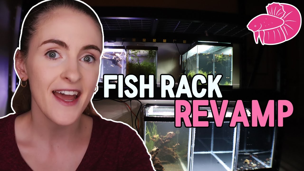 Aquarium Rack Progress! Making Shelves And Adding Fish Tanks