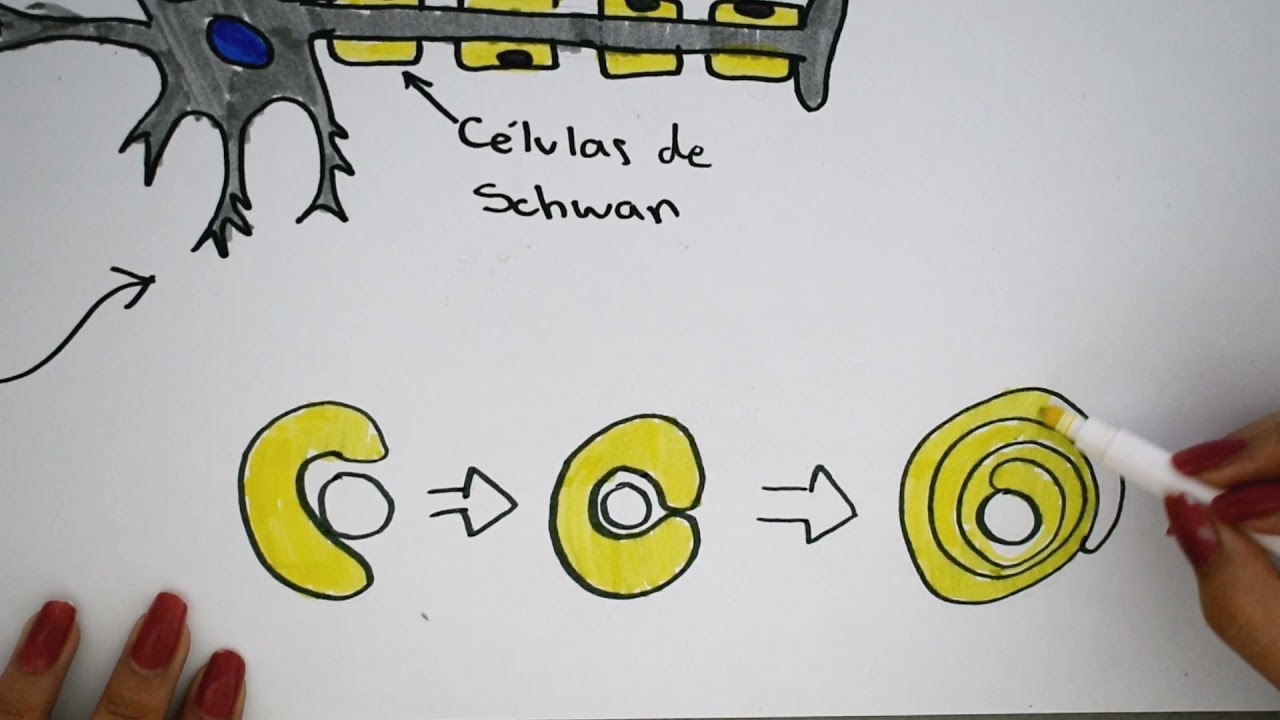 C&eacute;lulas de Schwann