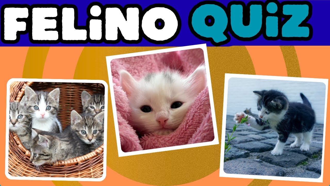 Quiz de Curiosidades sobre Gatos 🐱😻 | Você Conhece Mesmo esses animais fofos? - desafio quiz D +