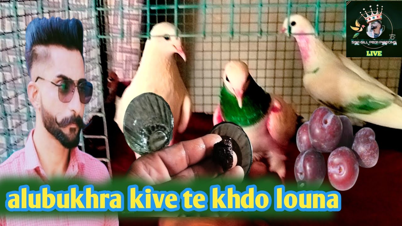 ਮਿਤਰੋ ਆਲੂਬੁਖਾਰਾ ਲਾਉਣ ਦਾ ਸਮਾਂ|alubukhra loun da time te bahrli goli kive lgde aw