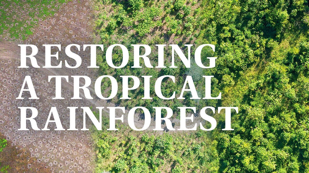 💚 Annie's Poem | Rainforest Rescue Annual Community Tree Planting 25th Anniversary at NightWings 🌱
