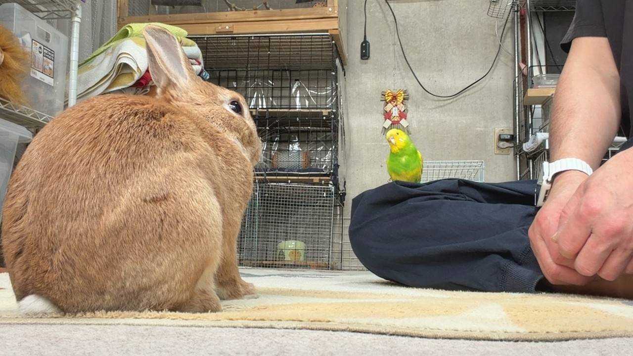 うさぎとインコに4日間の留守番をお願いしました。　(No.2121)