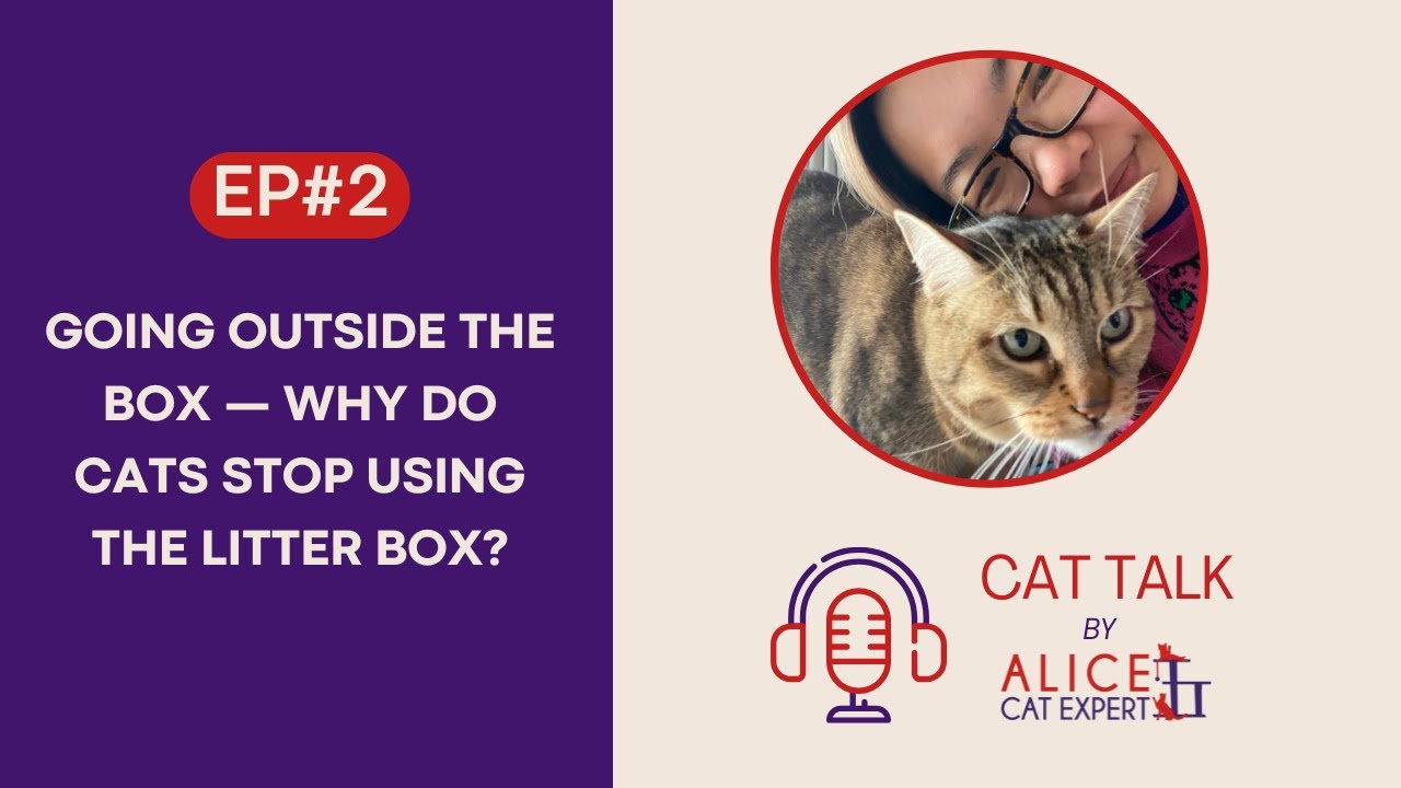 Cat Talk - Ep2: Going Outside the Box — Why Do Cats Stop Using the Litter Box?
