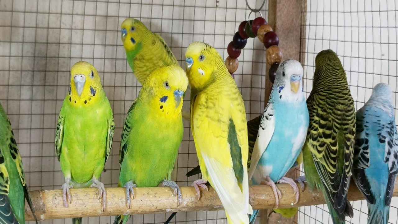 12 hour Joyful Budgie Sounds 🐦 | Cute Parakeet Chirping for Relaxation