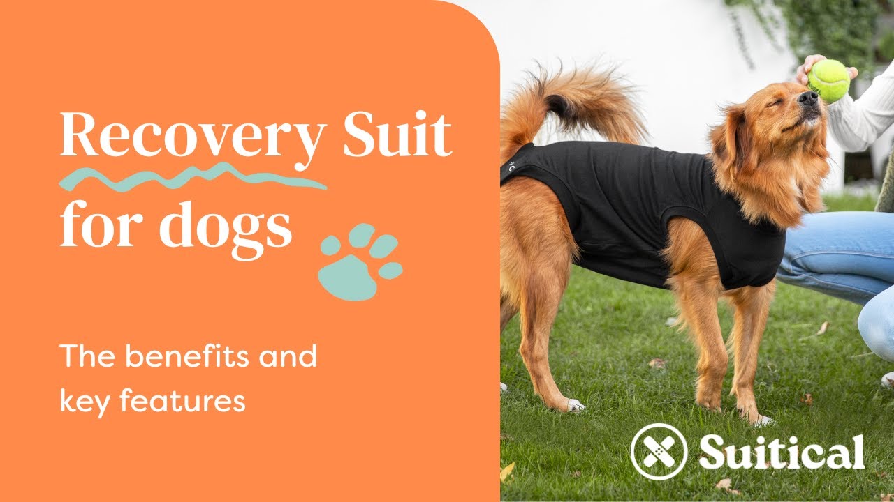 Suitical - Recovery Suit Dog