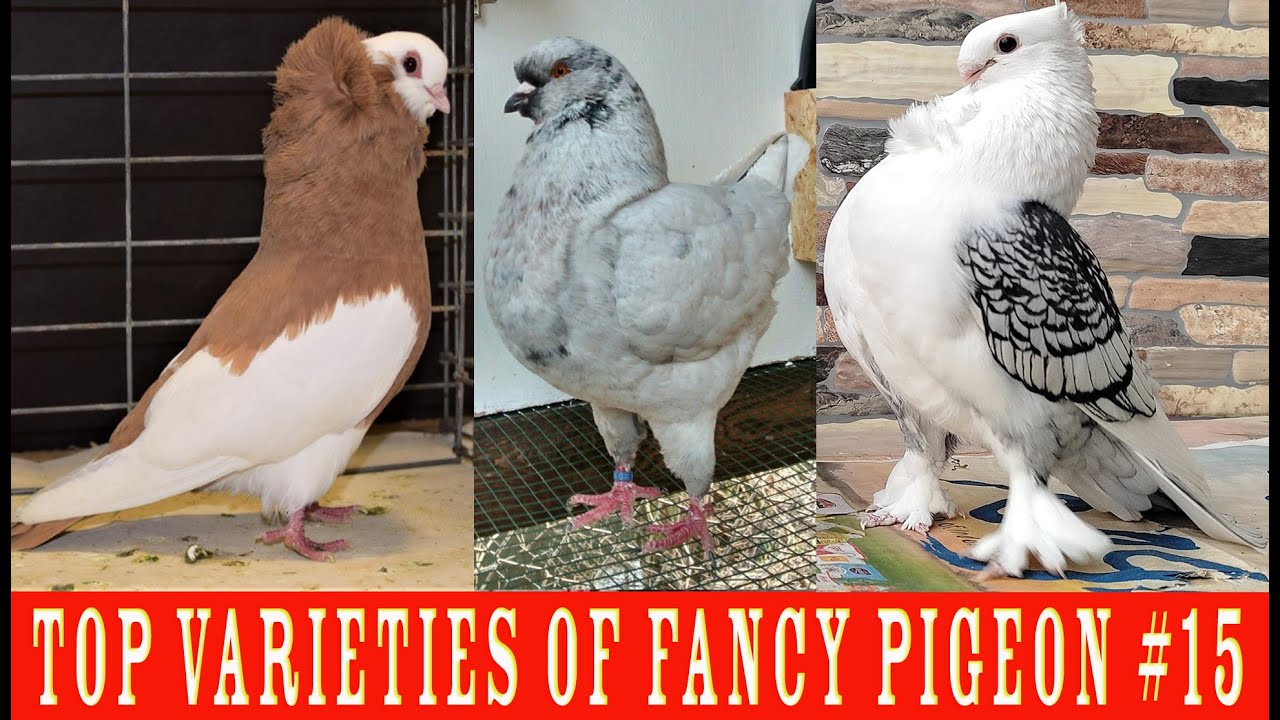 Top Varieties Of Fancy Pigeon #15