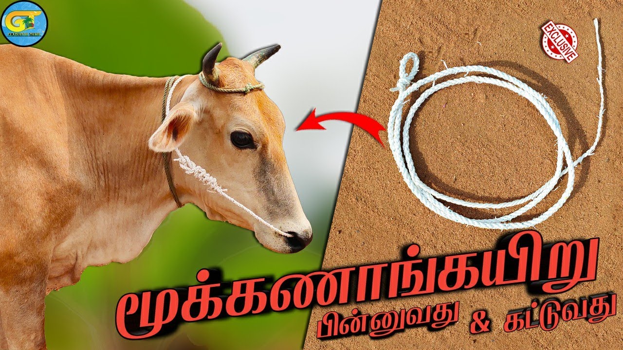 How make cow nose rope| மூக்கணாங்கயிறு கட்டுவது எப்படி?