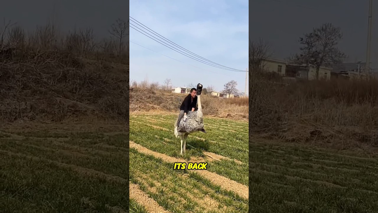 Man Revealed How to Ride an Ostrich Like a Pro😲😍👍#adventure #shorts #youtubeshorts #shortsfeed