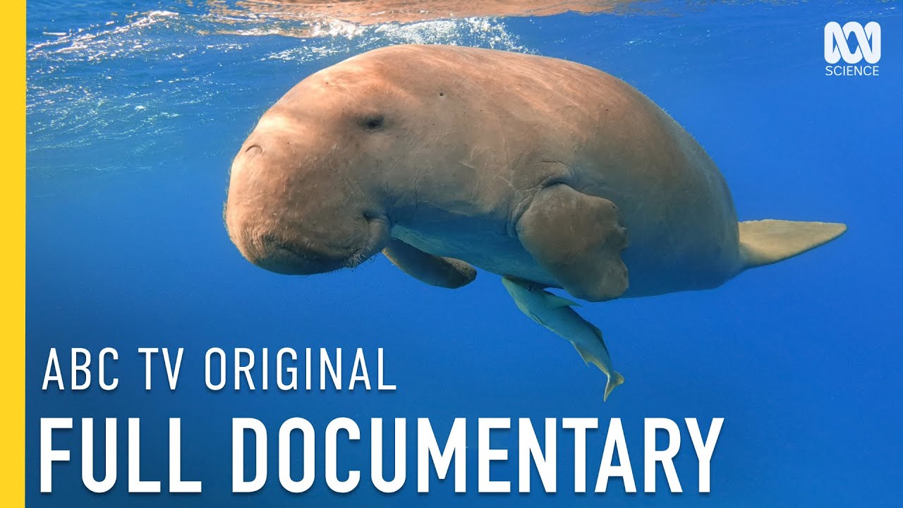 The World's Biggest Dugong Health Check | FULL DOCUMENTARY | ABC iview