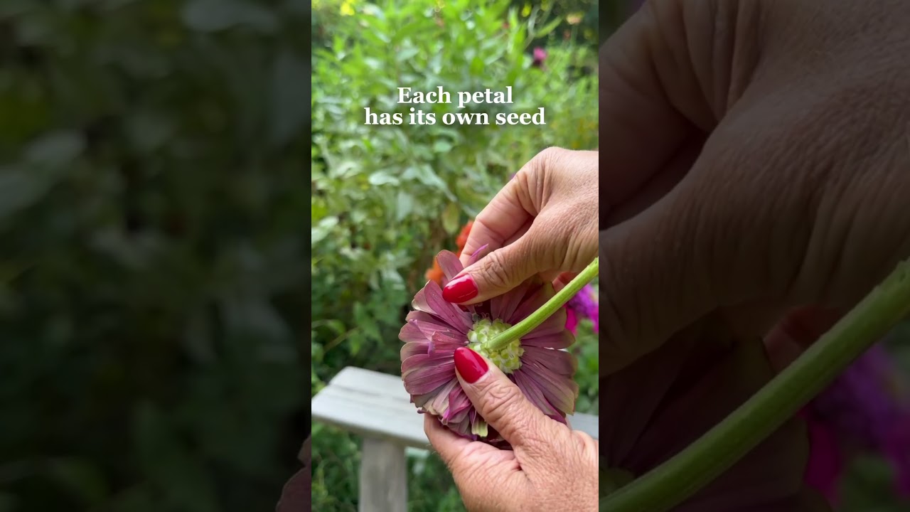 Did you know you can grow endless Zinnias from just one seed? #garden #flowers #seeds #zinnia