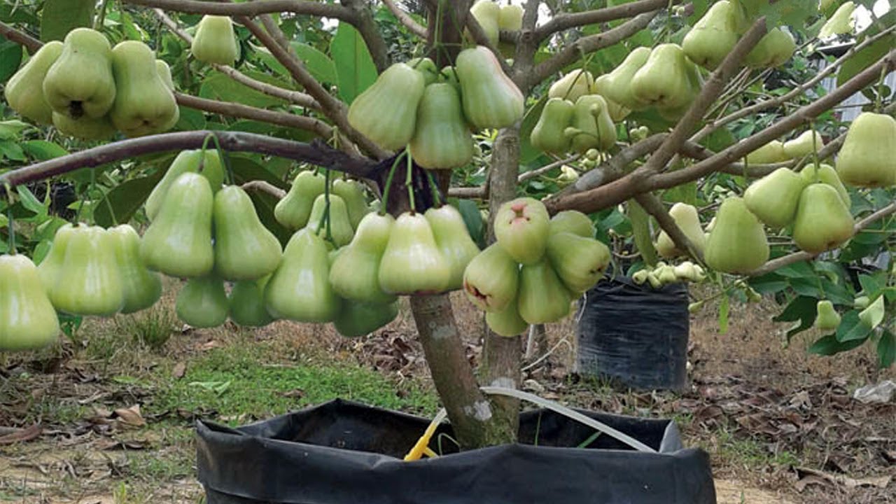 5 Tips Ampuh Menanam dan Merawat Jambu Madu