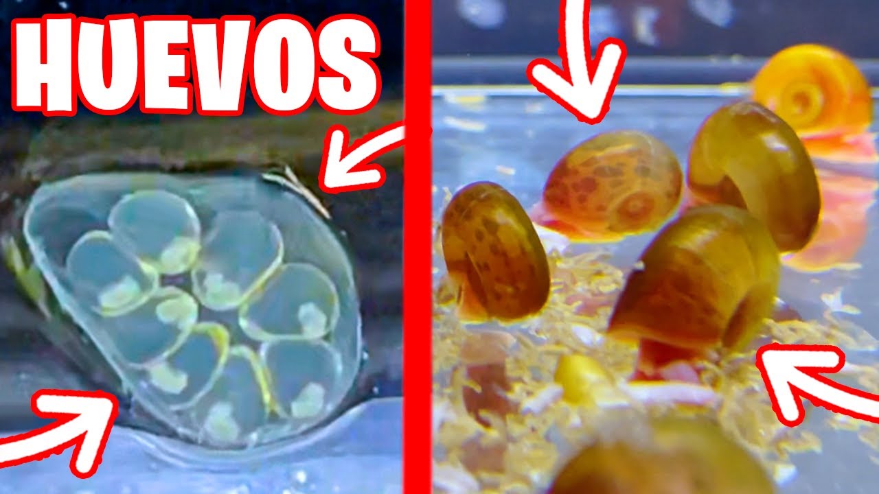 HUEVOS DE CARACOL PLANORBIS