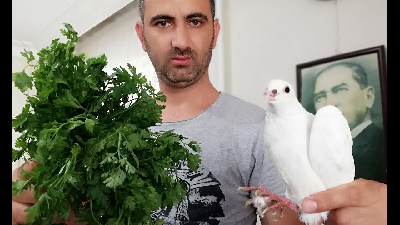 Mucize Tarif, Maydanozla Çiçek Tedavisi. Güvercin Çiçek Hastalığı Nasıl Geçer. Çiçek Hastalığı İlacı