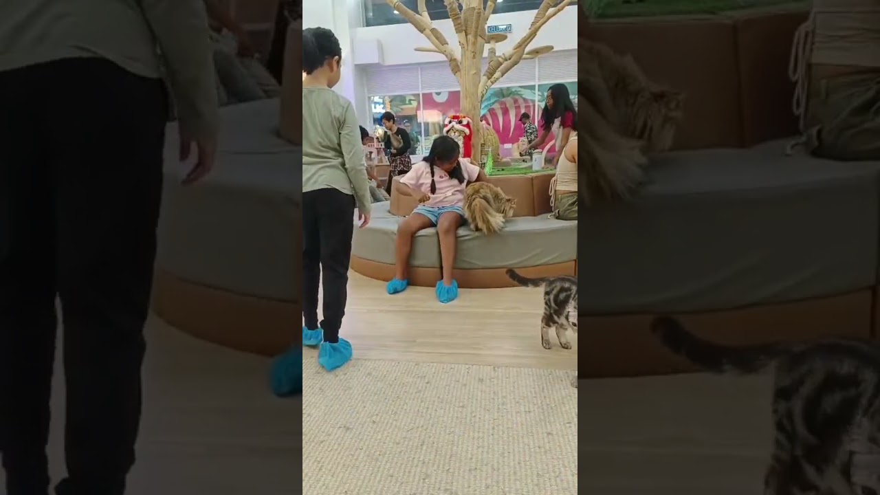 First cat café experience in JB — I really enjoyed it! Can’t wait to come back.