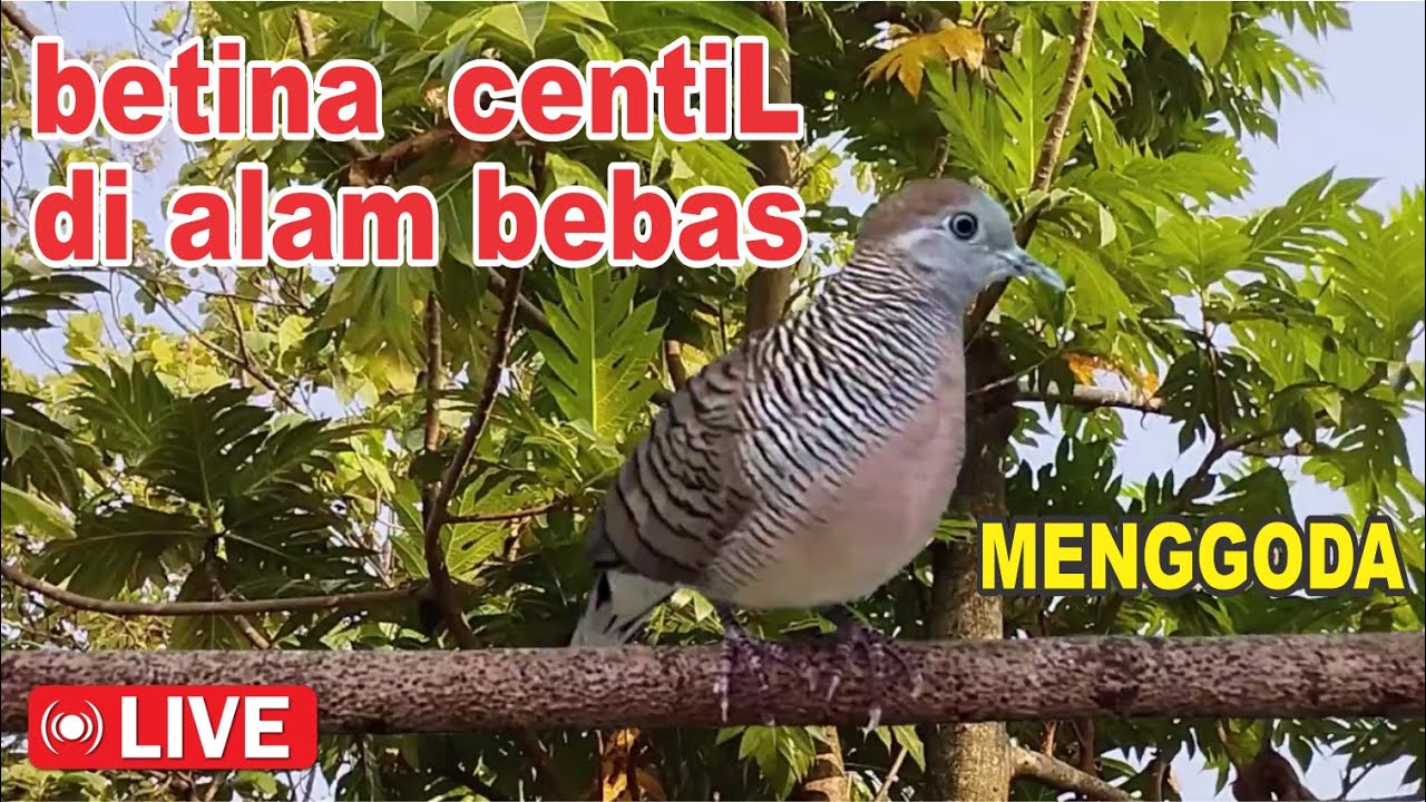 Perkutut BETINA memanggil jantan dari alam bebas berani PUTAR nyaut
