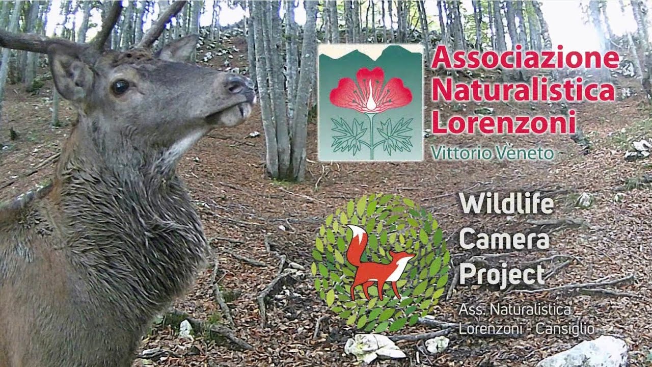 WCP - SIGNORI DELLA FORESTA (PARTE 1) – CERVI DEL CANSIGLIO