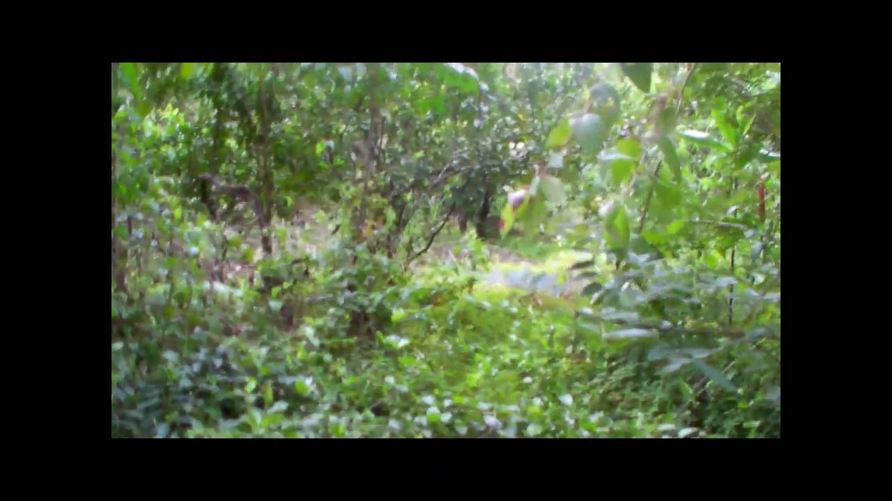Petro-Spheres and Petro-Glyphs in Costa Rica