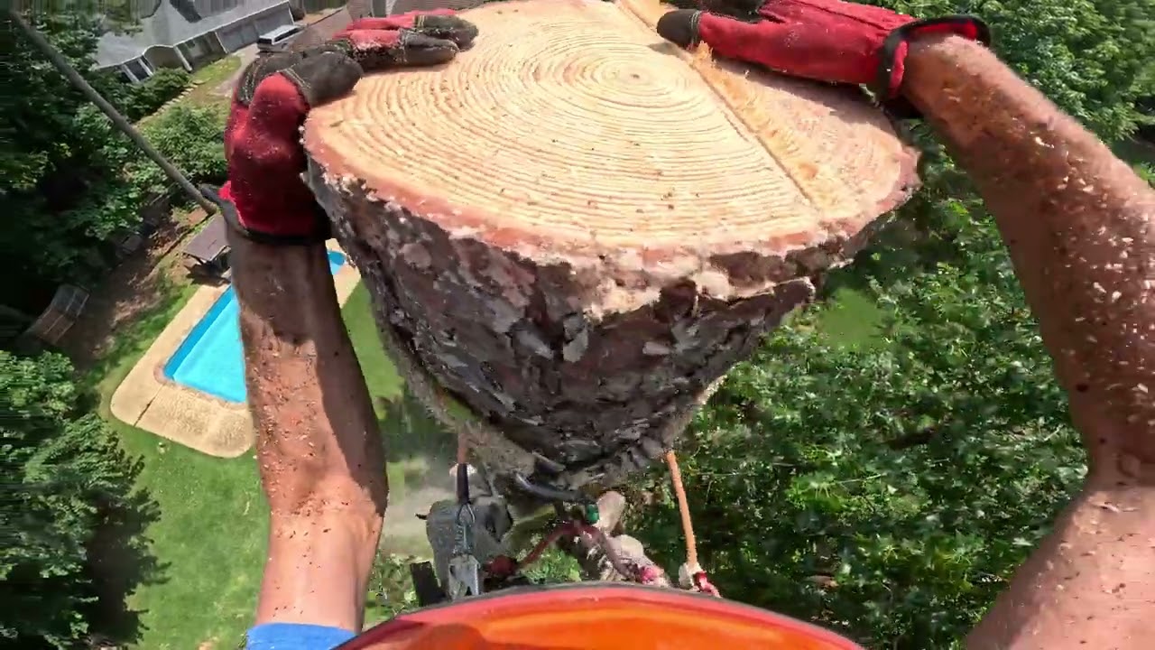 REMOVING THESE PINES BEFORE THE BEETLES GET THEM