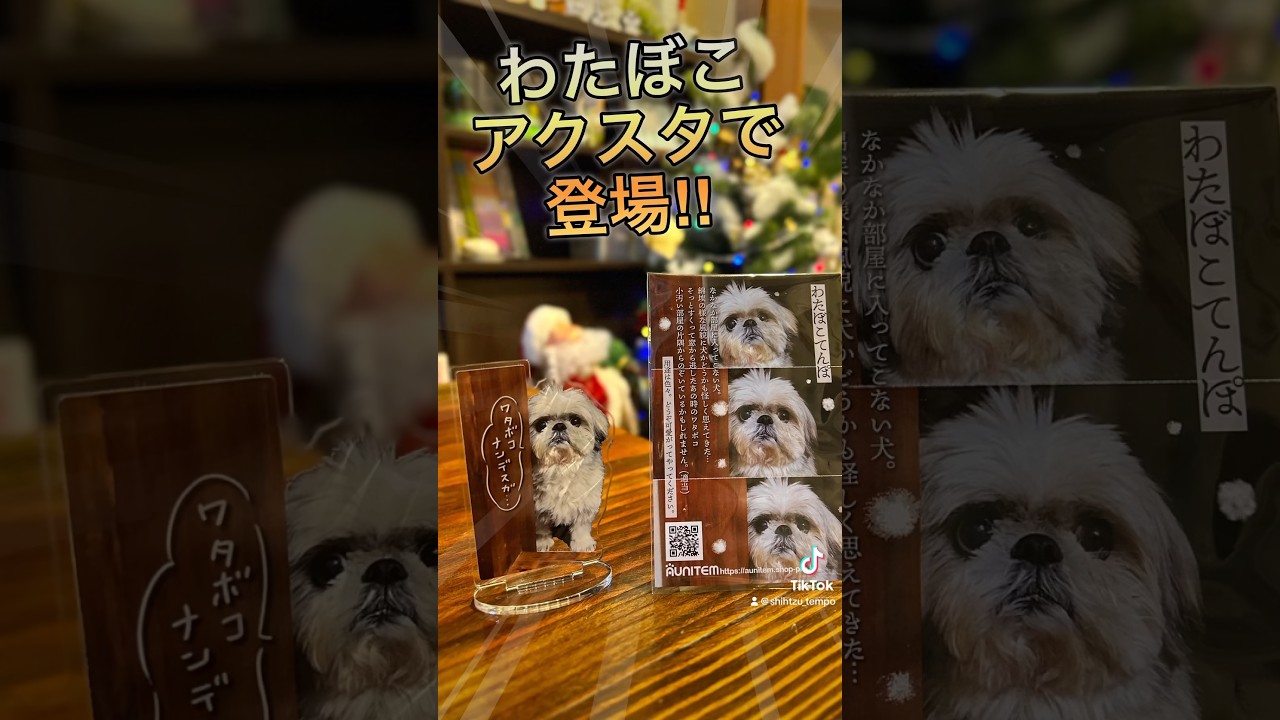 わたぼこてんぽアクスタキタコレ #shorts #シーズー #犬