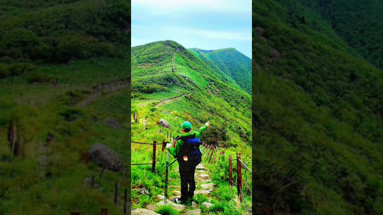 소백산 연달래      