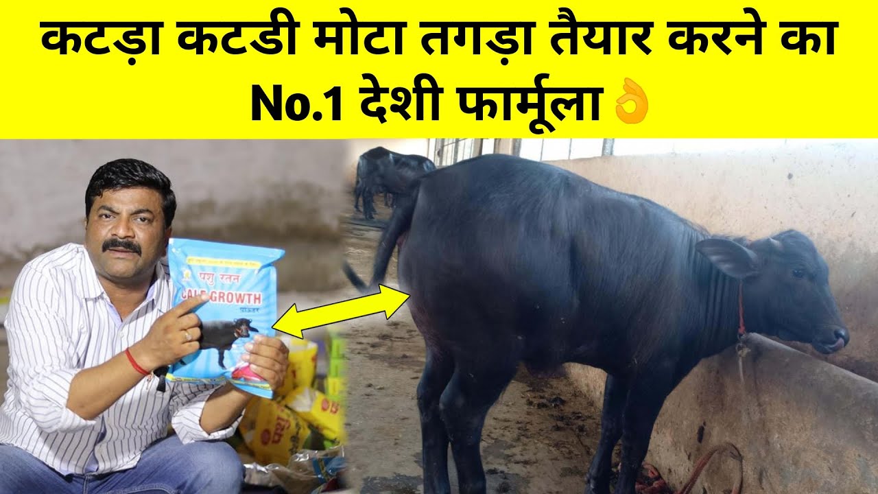Calf, heifer, कटड़ा कटडी मोटा तगड़ा तैयार करने का No.1 देशी फार्मूला 👍 | Vicky Pansari