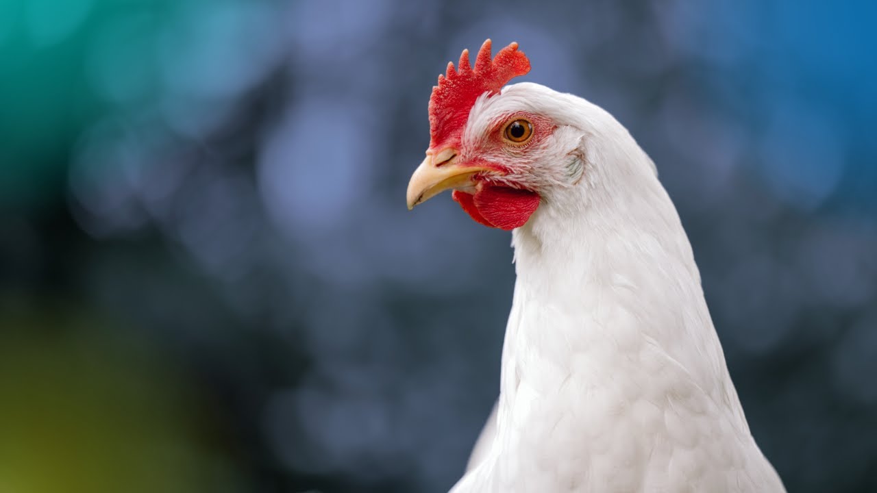 Why farmed animals? Cause prioritization explained.
