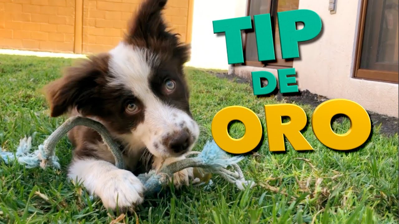 Educa la mordida y destrozos de tu perro - Tips que valen ORO