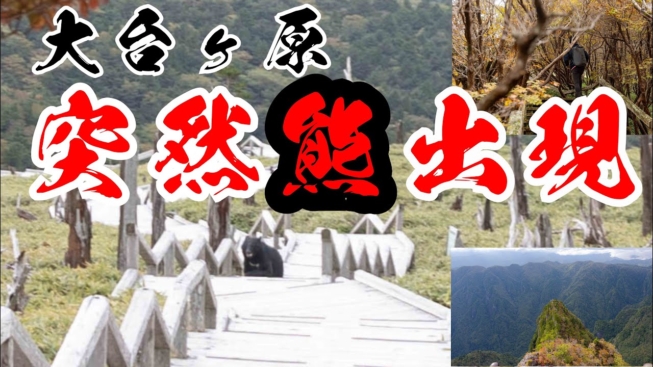 【大台ケ原】突然熊が目の前に現れると人間はその後どういう反応をするのか？？_登山Vlog