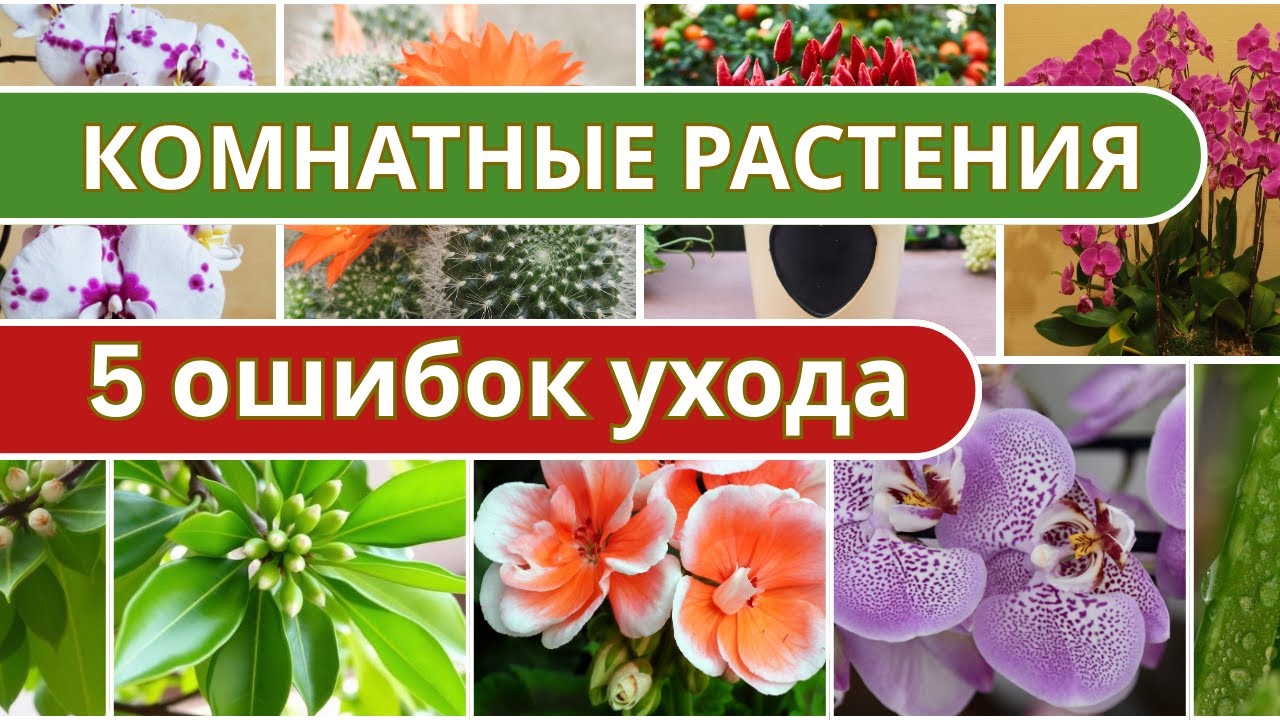 🌿5 ошибок ухода за растениями 🌿  Как сохранить комнатные растения здоровыми
